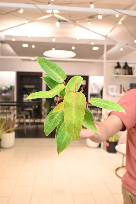 Philodendron Painted Lady