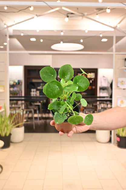 Pilea Peperomioides