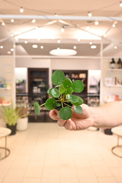 Pilea Peperomioides