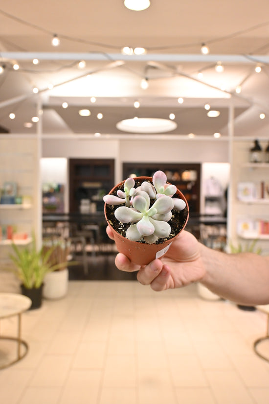 Pachyphytum Oviferum (Pink Moonstone)