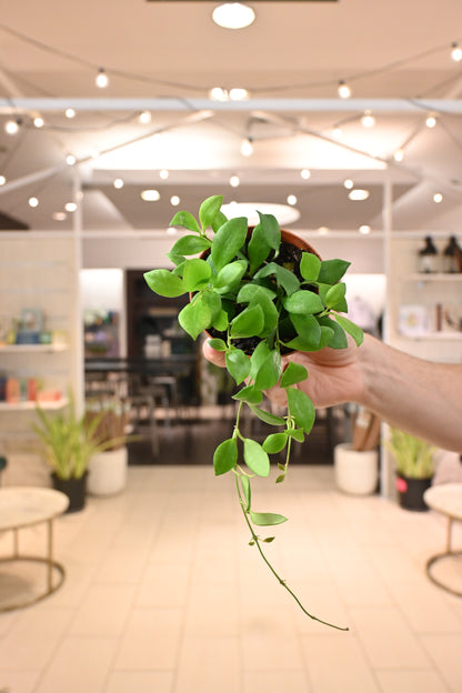 Hoya Heuschkeliana Green