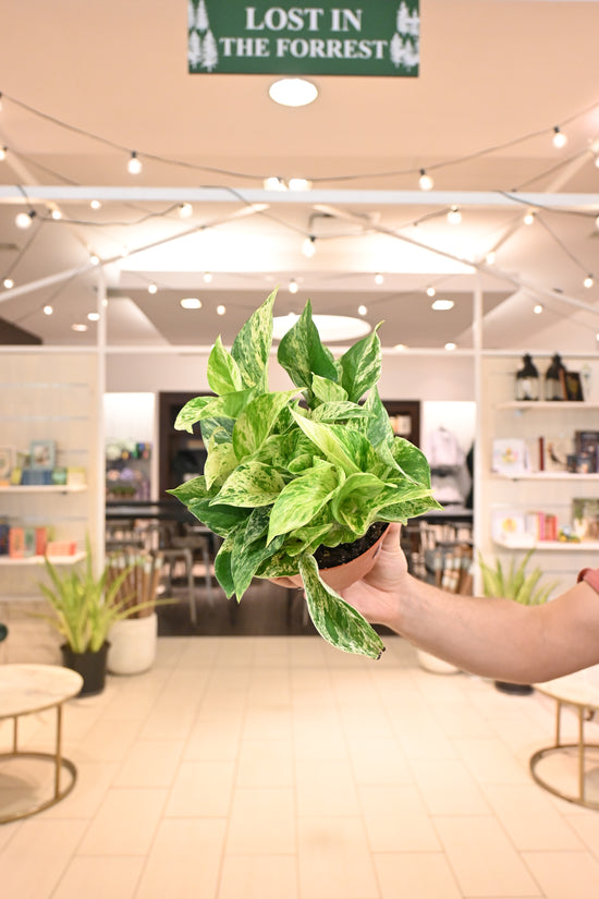 Marble Queen Pothos