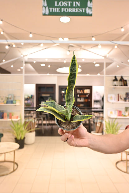 Sansevieria Laurentii