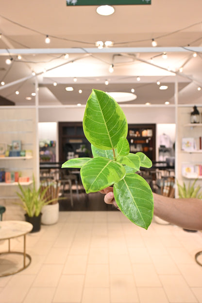 Ficus Yellow Gem