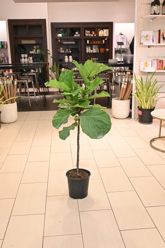 Ficus Lyrata Tree