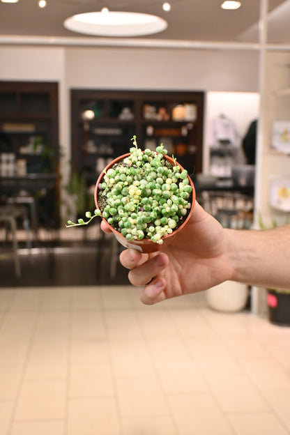 String of Pearls Variegated