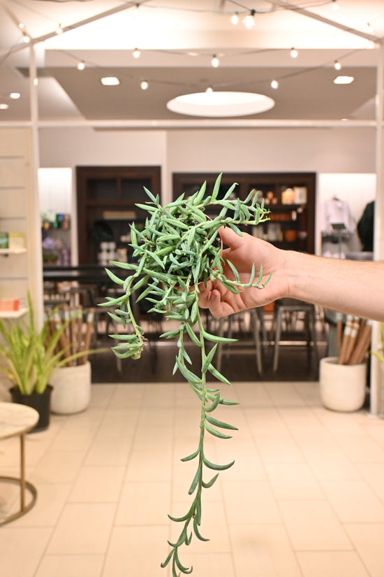 Senecio Radicans "Fish Hooks"