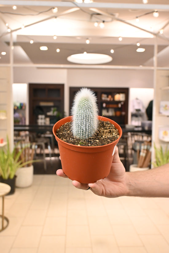 Cleistocactus Strausii (Silver Torch)