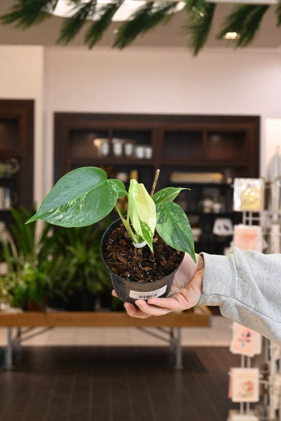 Monstera Mint NOID