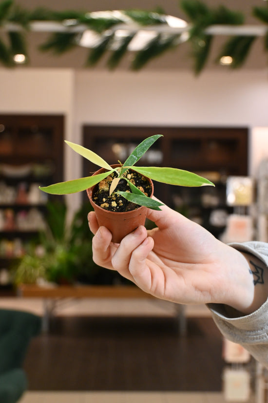 Hoya Tsiangii Albo