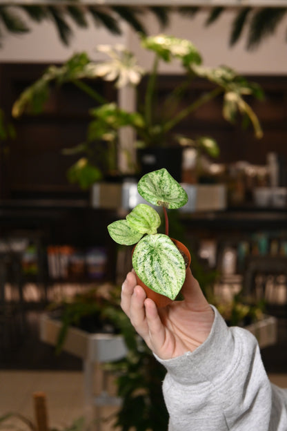 Peperomia Watermelon Var. &