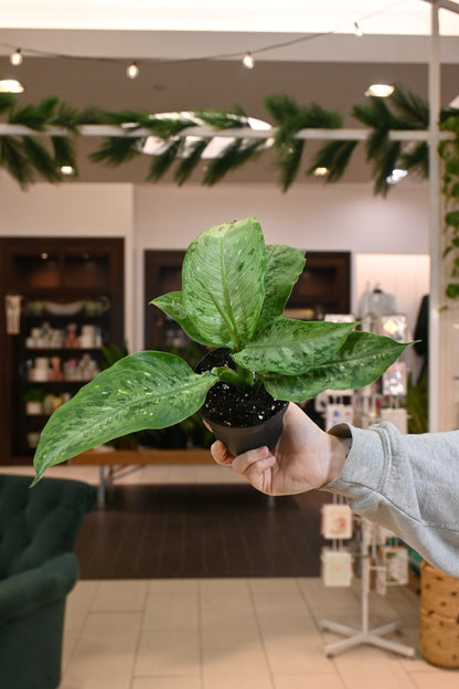 Dieffenbachia Snow