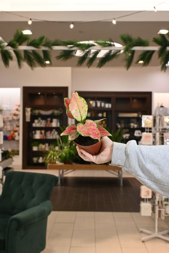 Aglaonema Richard