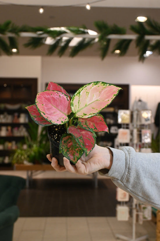 Aglaonema Red Valentine