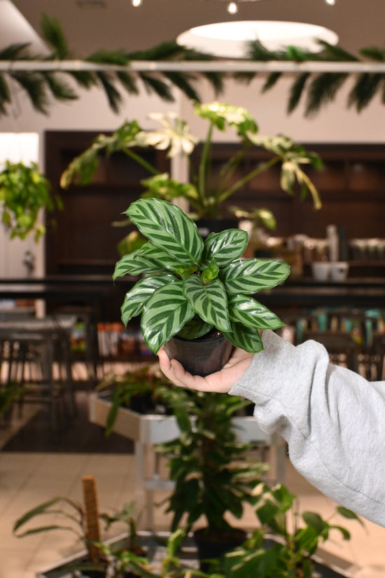 Calathea Freddie