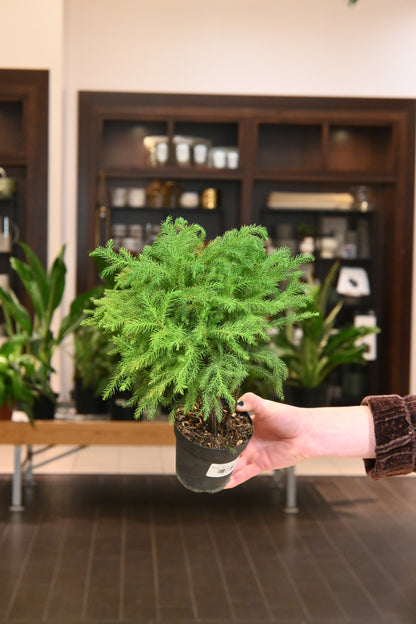 Norfolk Island Pine