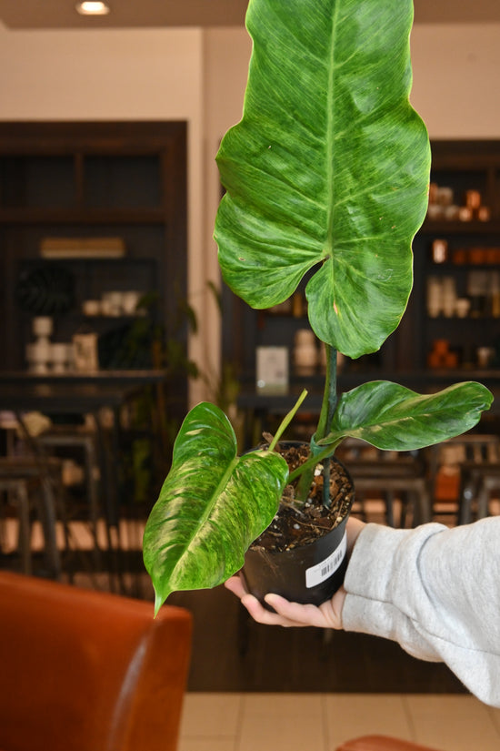 Philodendron Subhastatum Variegated