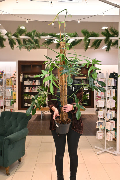 Philodendron Glad Hands