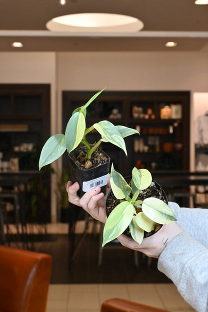 Philodendron Variegated Silver Sword