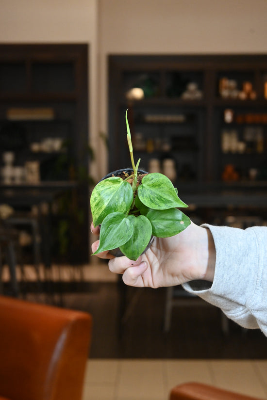 Philodendron Variegated Heartleaf