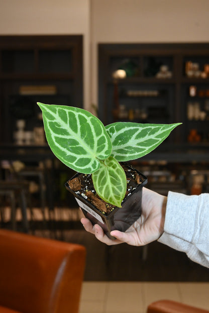 Anthurium Silver Blush