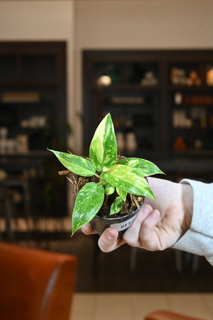 Philodendron Congo Nuclear