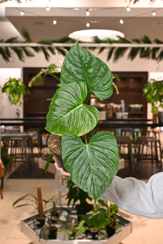 Philodendron Majestic