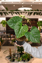 Philodendron Majestic