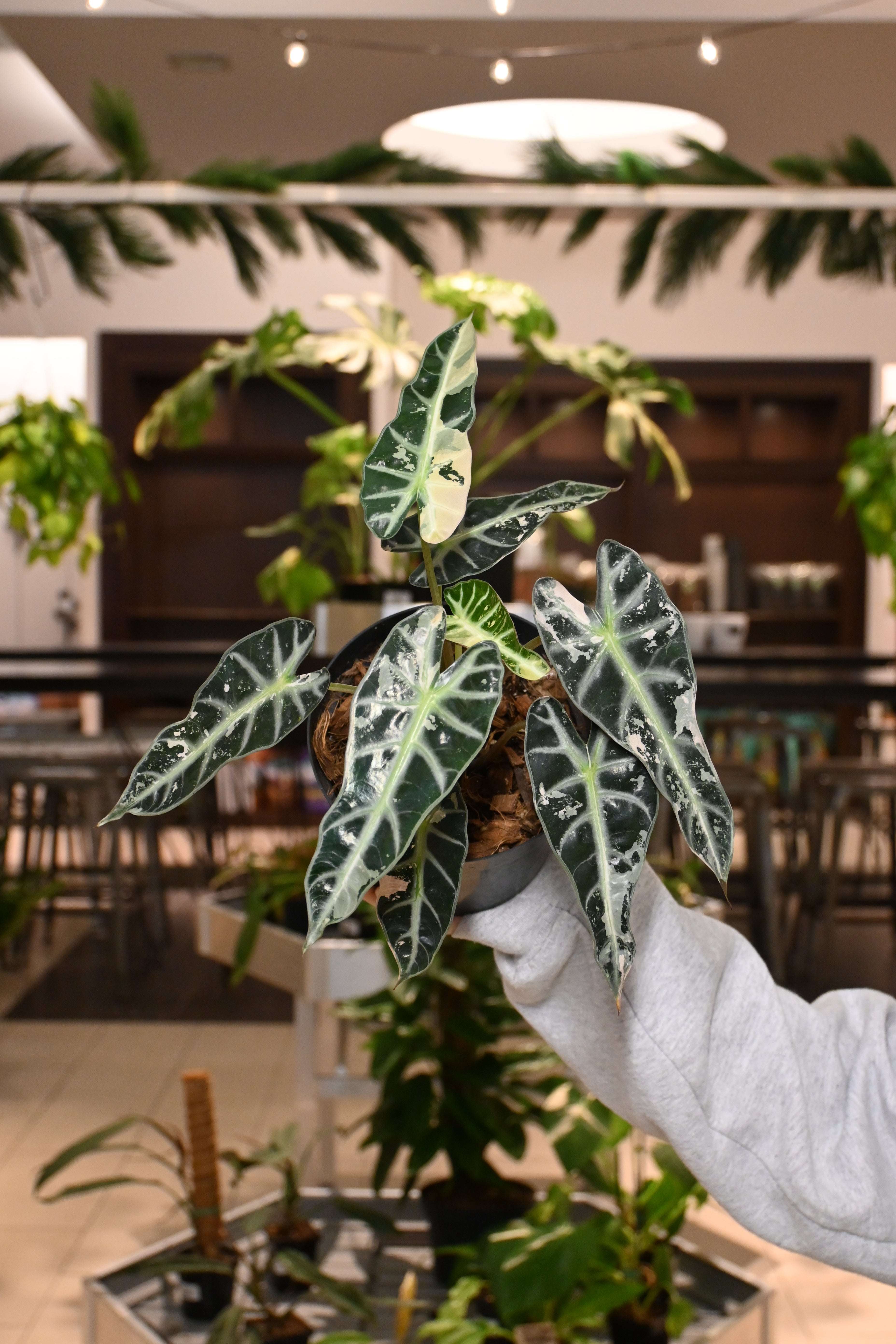 Alocasia Bambino Variegated – Lost in the Forrest