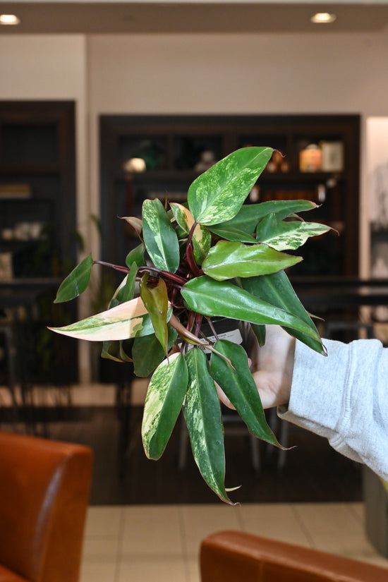 Philodendron Strawberry Shake - Bushy!