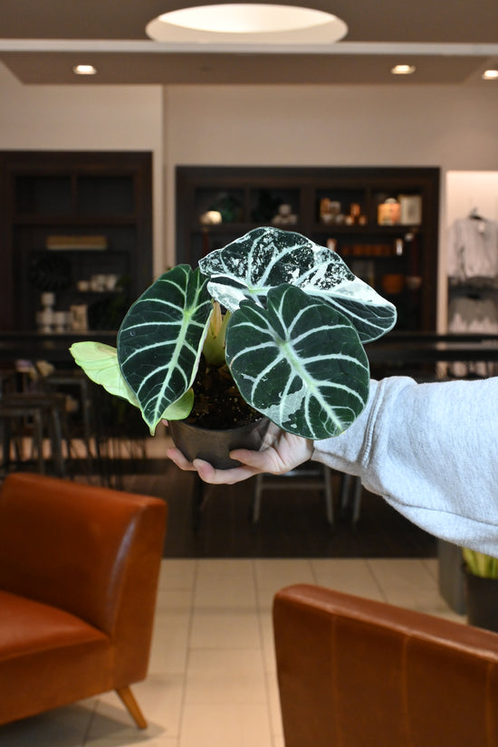 Alocasia Black Velvet Variegated