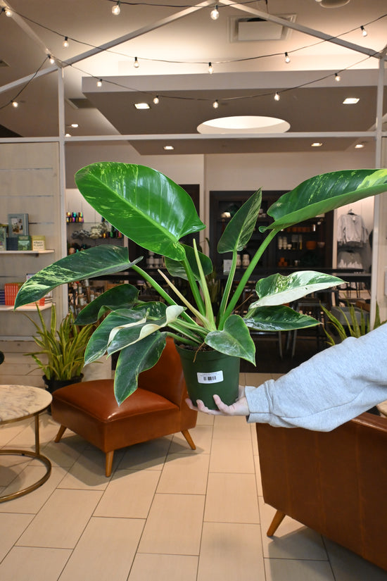 Philodendron Congo Albo