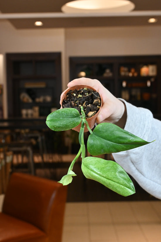 Scindapsus Mint Variegated