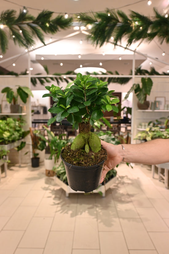 Ficus Ginseng