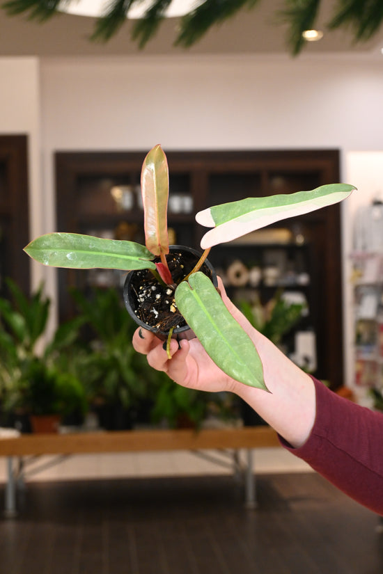 Philodendron Atabapoense Variegated