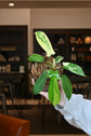 Philodendron Florida Beauty