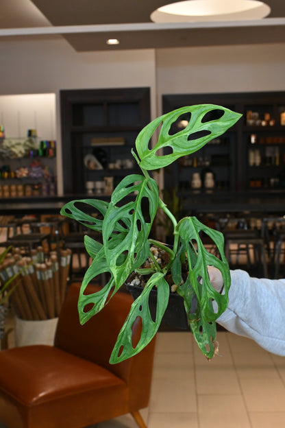 Monstera Adansonii Mint