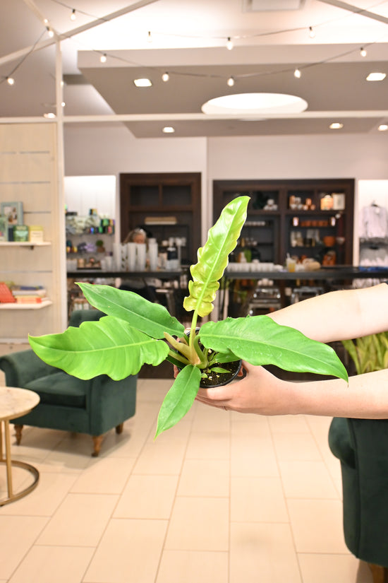 Philodendron Jungle Boogie