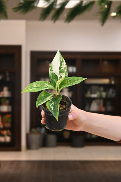 Aglaonema Yok Siam White