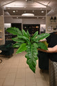 Philodendron Jungle Boogie