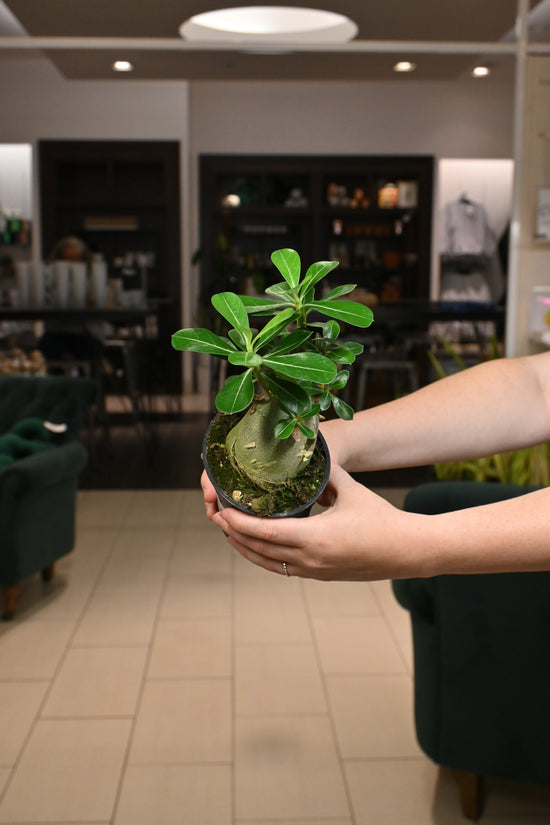 Desert Rose Bonsai