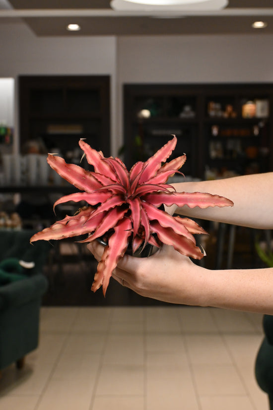 Cryptanthus Red Earth Star