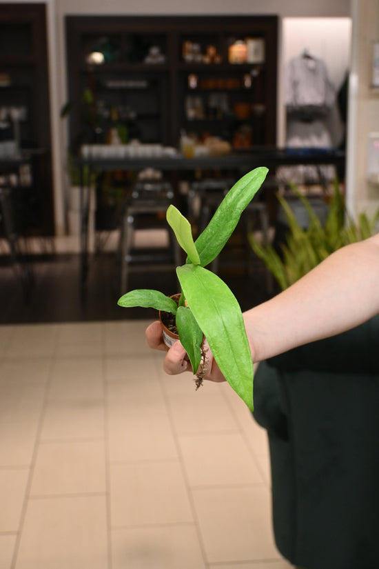 Anthurium Vittariifolium