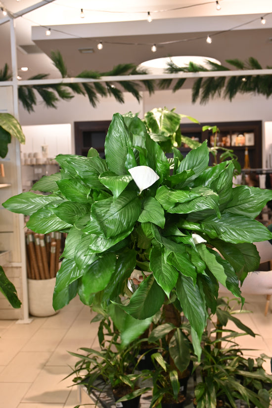 Spathiphyllum Platinum Mist