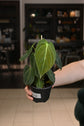 Philodendron Melanochrysum