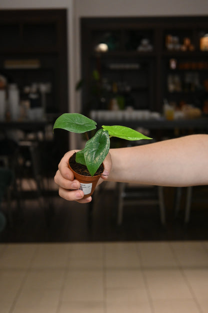 Alocasia Scalprum