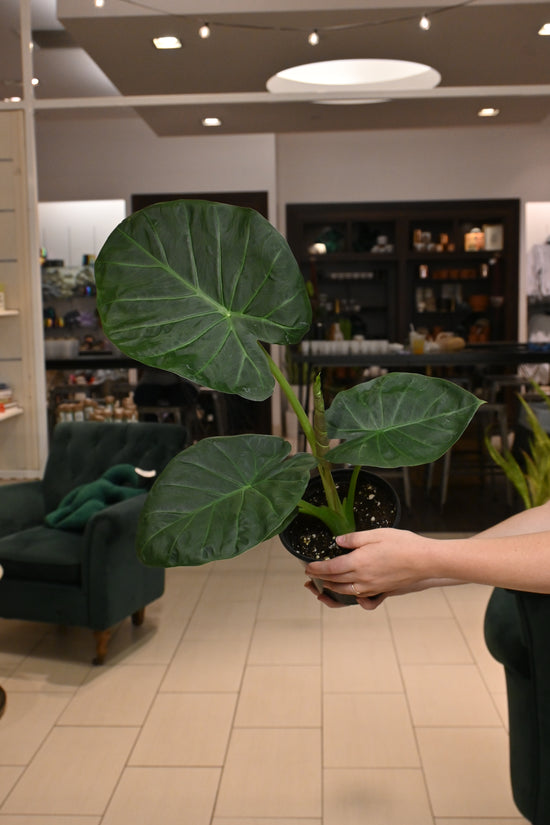 Alocasia Regal Shield