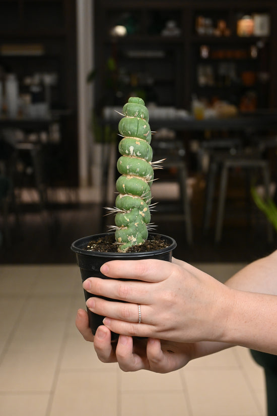 Eulychnia Castanea Spiralis (Unicorn Cactus)