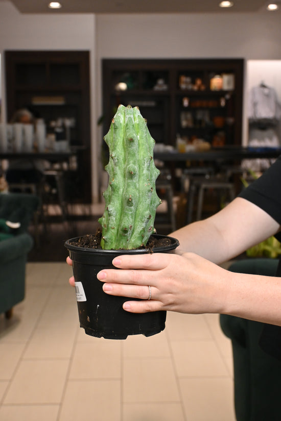 White Ghost Boobie Cactus