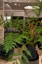 Australian Tree Fern